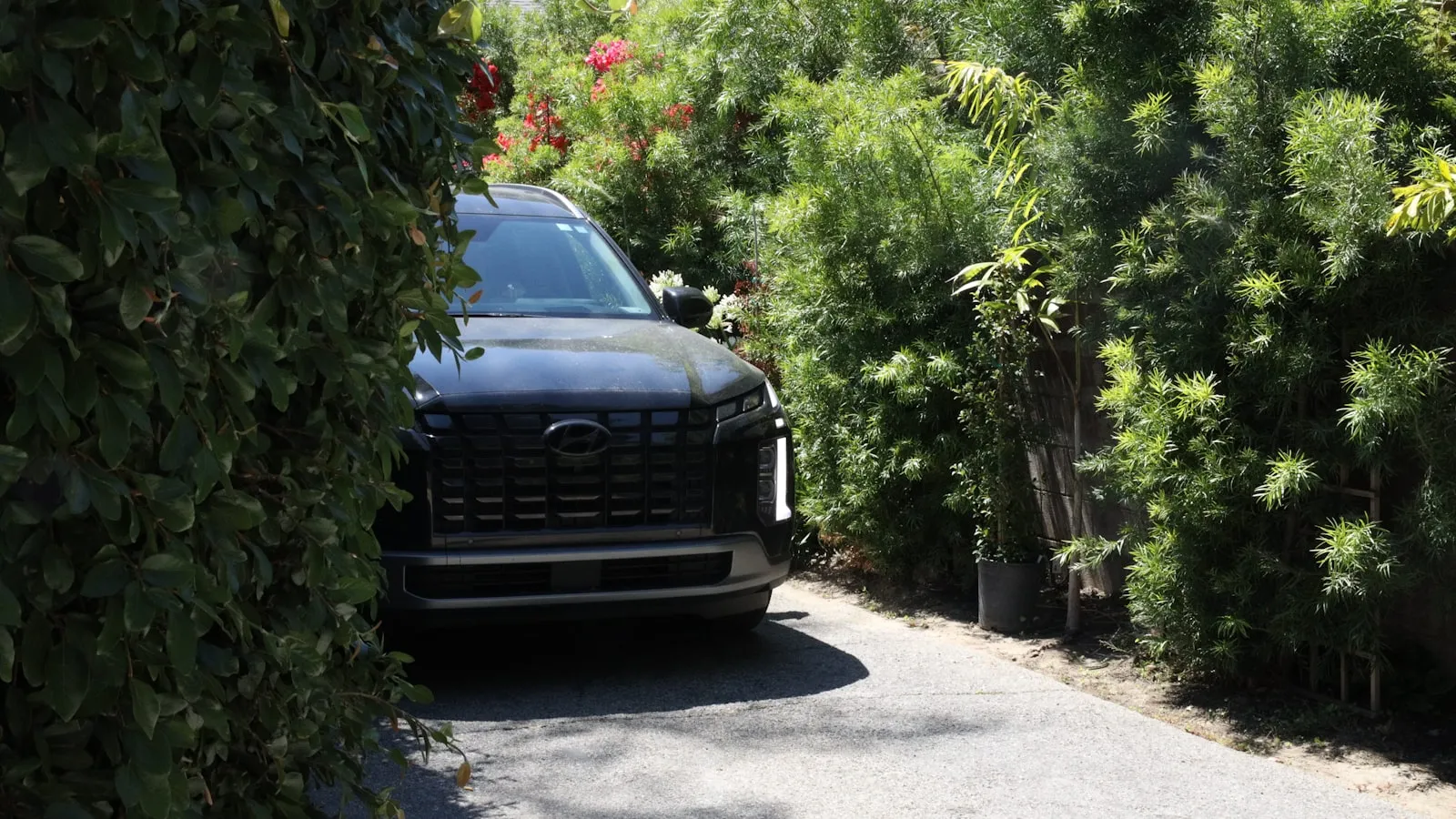 A black Hyundai Palisade SUV in a lush, narrow California driveway