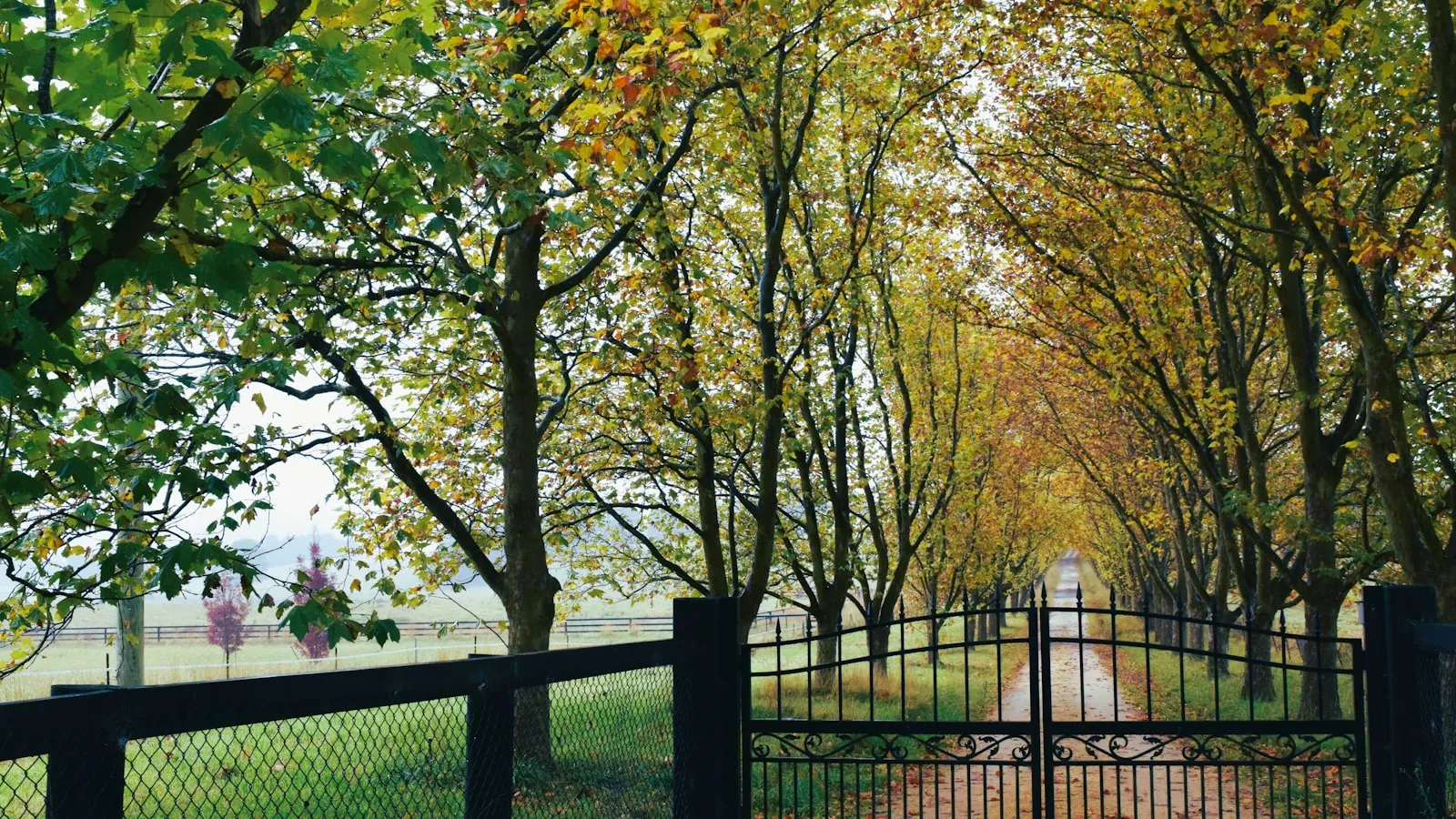 A long autumn tree-lined driveway leading to a closed metal gate